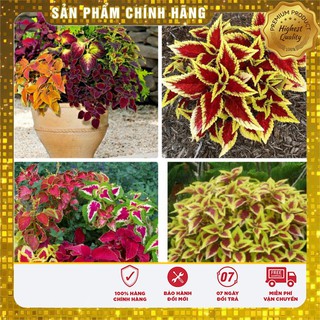 Bộ gói hạt giống Rau tía tô