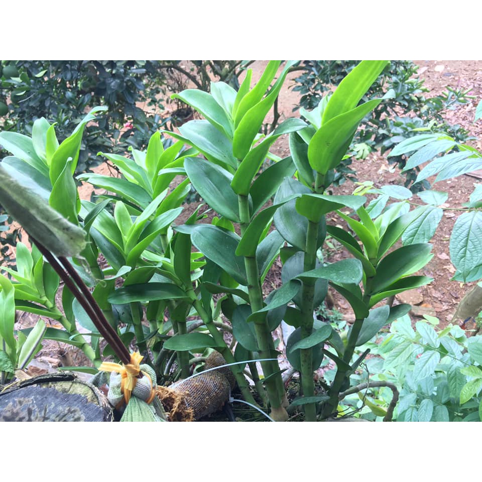 2kg Phân Trùn Quế SFARM  Dạng Bột  Cao Cấp Chuyên Dùng Cho Rau Sạch, Hoa VÀ Cây Cảnh