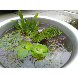 combo 4 loại thủy sinh & 3 loại bèo