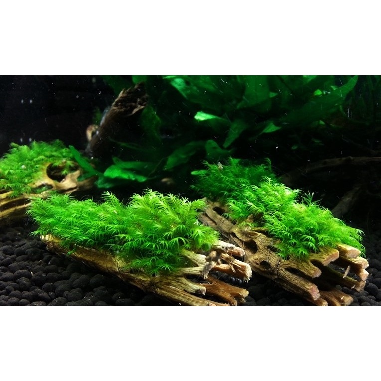 Lũa xương rồng Cholla Cactus 15xcm