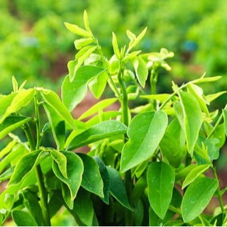 1gr - HẠT GIỐNG RAU NGÓT
