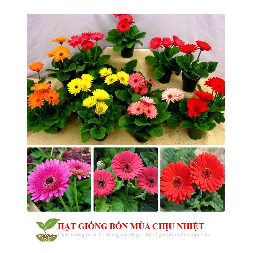GÓI 100 HẠT GIỐNG HOA ĐỒNG TIỀN MIX ĐẾN MÙA TRỒNG TẾT luckyseed hạt siêu rẻ
