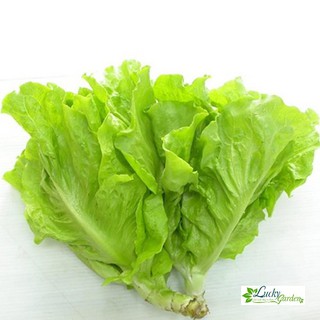 10g hạt giống xà lách mỡ xtra