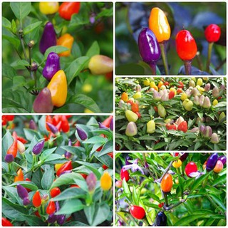 hạt giống ớt ngũ sắc f1