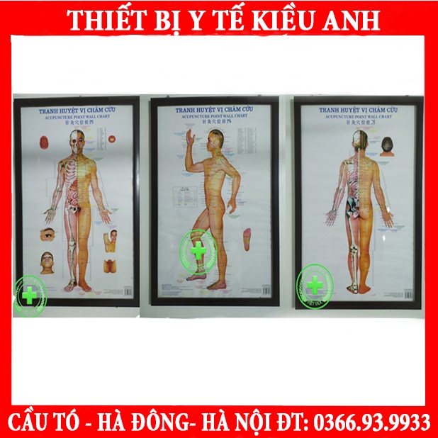 Tranh châm cứu 3 tờ kích thước mỗi tranh 50cm x 70cm- chú thích tiếng việt rõ ràng