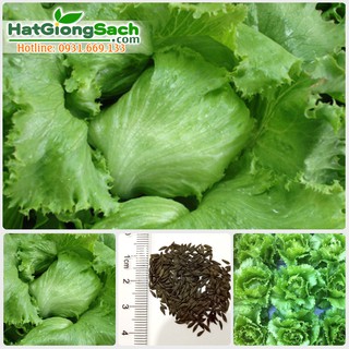 Hạt giống xà lách cuộn minetto trồng quanh năm, dùng chế biến món trộn, cuốn, gói 1gr