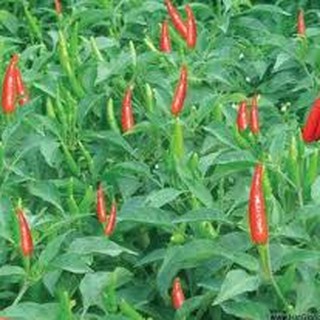 20 HẠT GIỐNG ỚT HIỂM