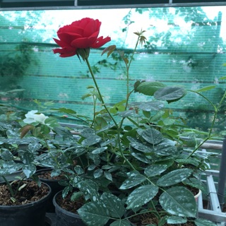 🌹Chậu hoa hồng giống giá gốc 85k chỉ còn 65k/1 chậu