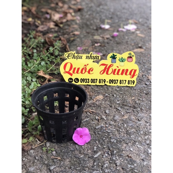 Chậu trồng lan Đen phi 12cm/14cm/16cm/18cm/21cm