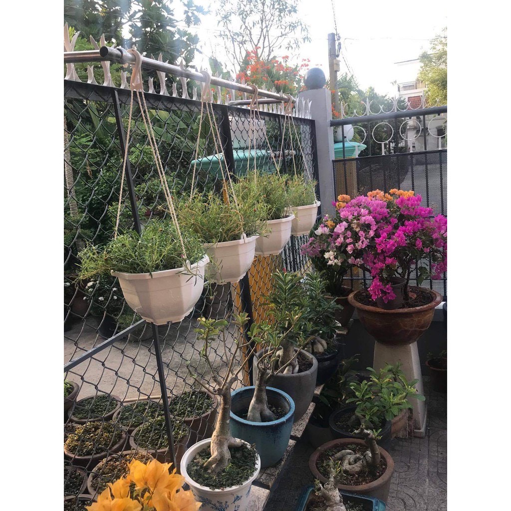 Phân bón ánh dầu đậu phộng đã xử lý nguyên chất 100% kg, chuyên dùng cho hoa cây cảnh rau màu