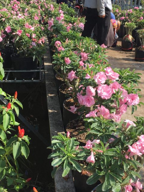 Cây Sứ Kỳ Duyên... đang hoa