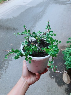 Linh Sam Núi