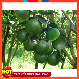 Cây Giống Cam Sành Hà Giang ( 3 Cây ) Cây Ghép Nhanh Cho Quả