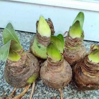 Combo 5 củ lan huệ kép