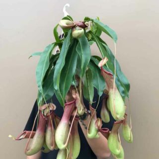 Cây nắp ấm.... cây bắt mồi