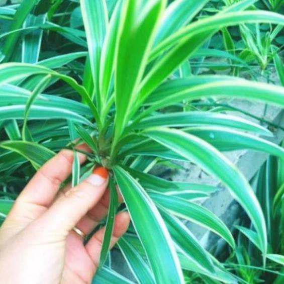 Combo 10 cây cỏ lan chi (cây dây nhện)