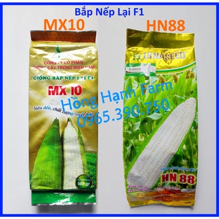 Hạt Giống Bắp Nếp Lai MX10, giống bắp lai f1 HN88 500gr