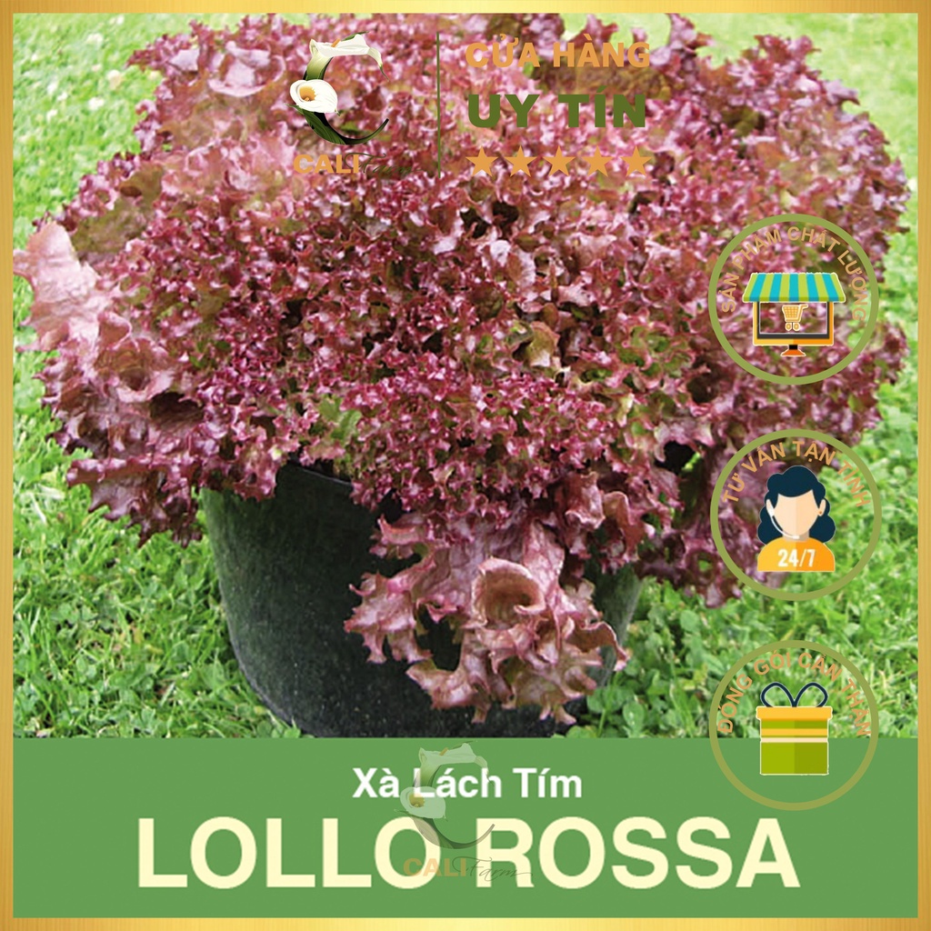 Hạt giống Rau Xà Lách Tím LOLLO ROSSA 2gr