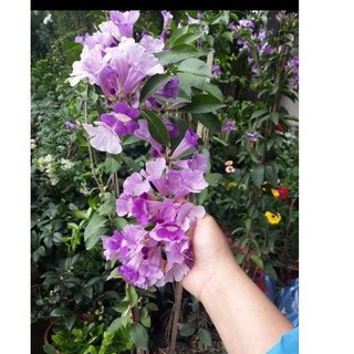 cây hoa lan tỏi