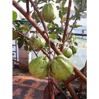 cây giống Ổi Không Hạt Xá Lị