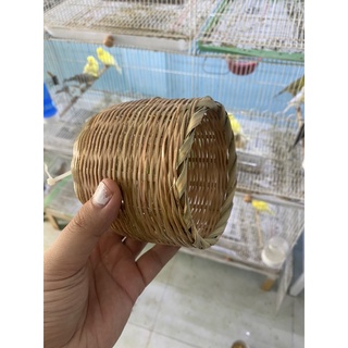 Tổ đẻ cho chim manh manh, sắc nhật