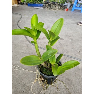 HOA LAN Denro nắng thơm robert