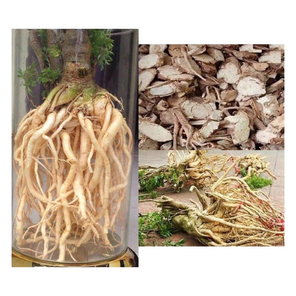 Rễ Đinh Lăng Khô Sạch Thái Lát Loại 1 Túi 1Kg | BigBuy360 - bigbuy360.vn