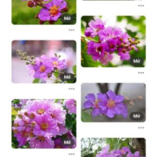 Cây giống bằng lăng tím