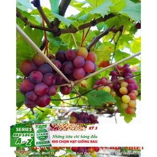 Hạt giống Nho pháp (10 hạt)