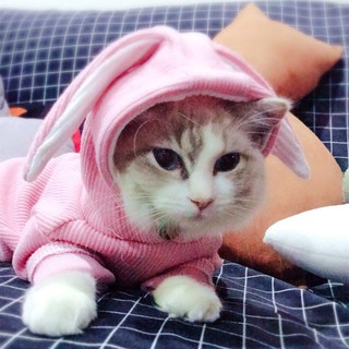 ✣▦Quần áo mèo tai thỏ cho thú cưng mùa xuân và thu dễ thương khoác chuyển đổi Garfield ngắn của Anh