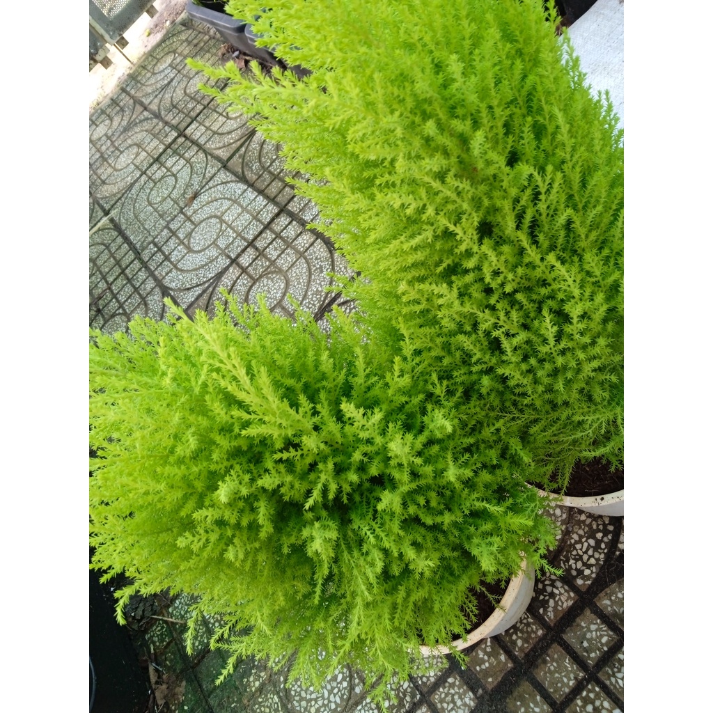 Cây tùng thơm dáng chuẩn - Lá có hương thơm dịu nhẹ