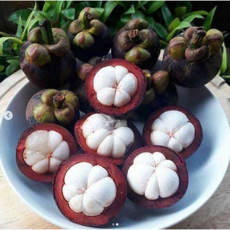 Cây măng cụt