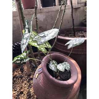 Cây Môn Đốm Trắng Dễ Trồng Đẹp