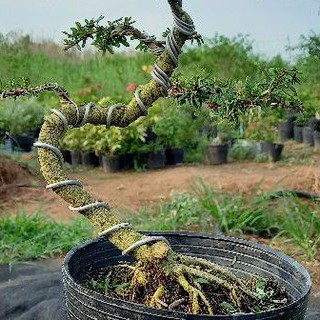 Cây Linh Sam - bonsai có bộ rể đẹp