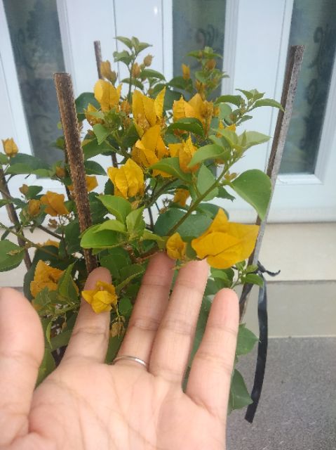 Cây hoa giấy  siêu hoa