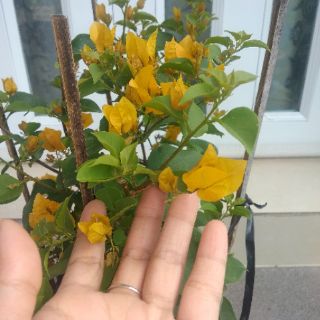 Cây 🌲 Hoa Giấy ( màu vàng ) siêu hoa Leo ♌ giàn