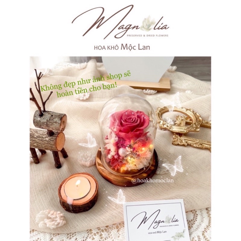 Chụp thuỷ tinh đế gỗ hoa hồng bất tử, quà tặng giáng sinh, phụ kiện chụp ảnh sản phẩm, decor trang trí bàn trang điểm