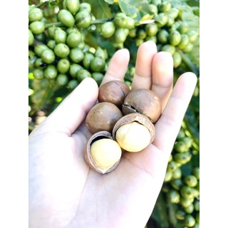 Macca Lâm Hà size lớn loại 1 500gr sấy giòn