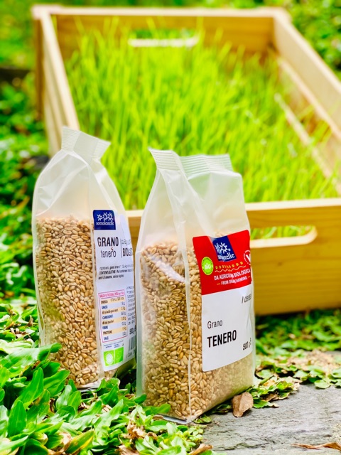 Hạt cỏ lúa mì hữu cơ Sotto 500g - Cỏ Lúa Mì Đỏ Wheatgrass (Triticum aestivum) | BigBuy360 - bigbuy360.vn