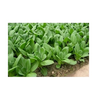 250h rau cải chíp f1