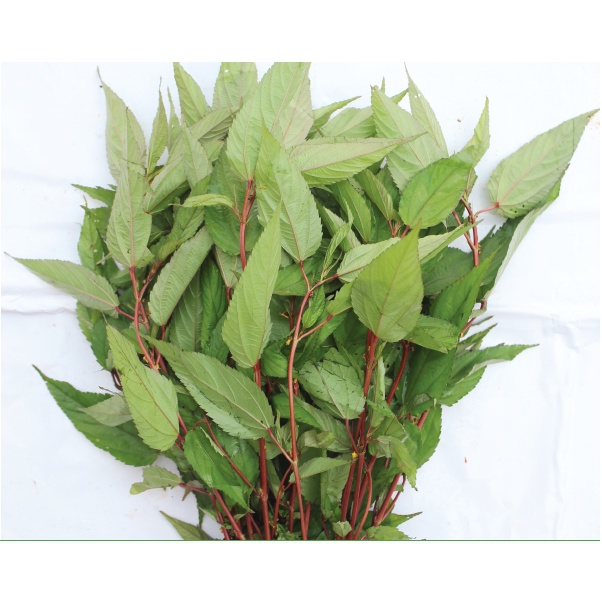 Hạt Giống Rau Đay Đỏ Phú Nông Thu Hoạch Quanh Năm- Gói 20gr (HPN-048)