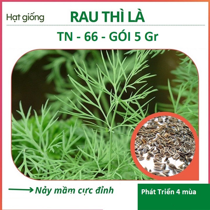 [FreeShip] Hạt Giống Rau Thì Là - TN66 - Trồng Quanh Năm - Gói 20Gr
