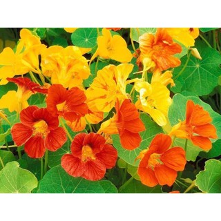 Hạt giống Hoa sen cạn mix 🌱