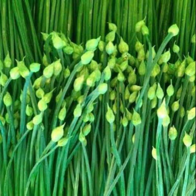 Hạt giống hẹ bông gói 5gr