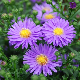 Hạt giống hoa thạch thảo Rd 916 RD gói 0.2gr