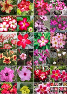 Cây sứ thái đơn mix màu (k bầu đất)