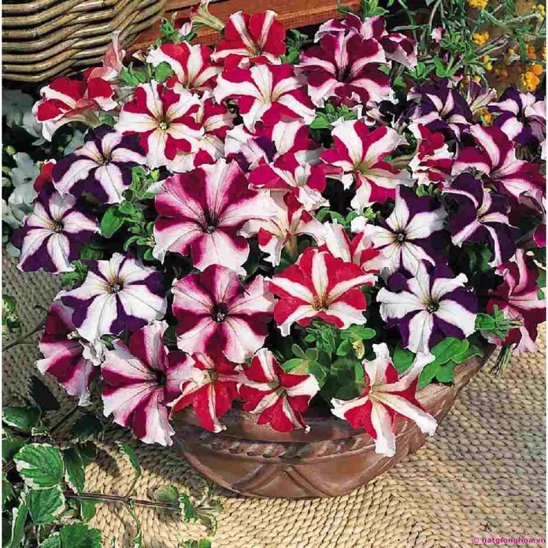 Hạt Giống Hoa Dạ Yến Thảo Sọc Mix Màu | SL: 100 Hạt