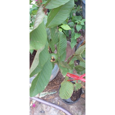 Cây ổi Nữ Hoàng TháiLan đang bông trái.