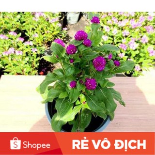 (SALE LỚN) 100 hạt hoa cúc bách nhật tím đậm