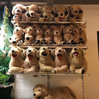 CHÓ BÔNG IKEA GOSIG GOLDEN